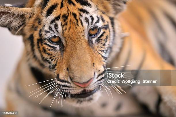 Tiger 새끼 감금 상태에 대한 스톡 사진 및 기타 이미지 - 감금 상태, 깐짜나부리 주, 동남아시아
