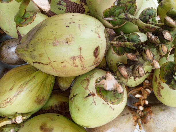 istock Close up coconut fruits fresh 1736074457