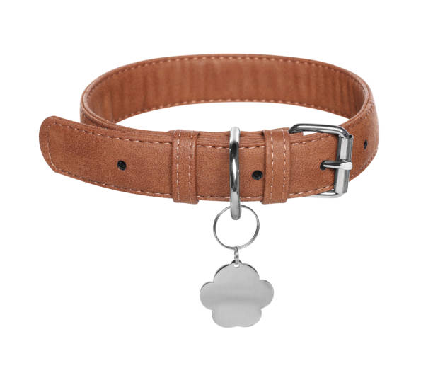 istock Brown leather dog collar with tag isolated on white 1736075123