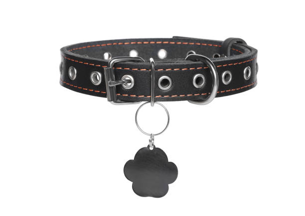 Black dog leather collar rolled up on white background