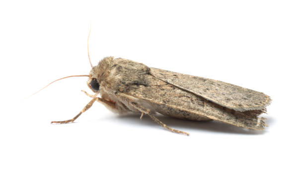 istock Single Hoplodrina ambigua moth isolated on white 1736075287