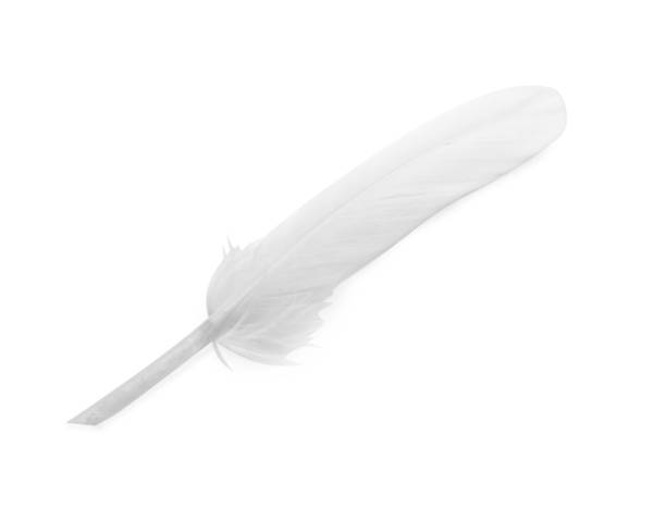 istock Big beautiful fluffy feather isolated on white 1736075380