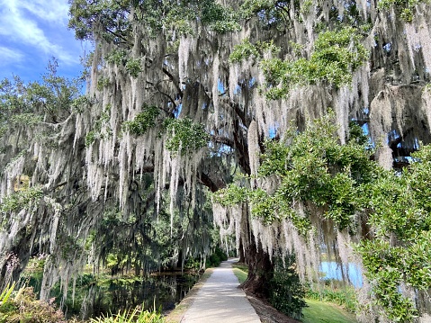Spanish Moss in Forest at Charleston, South Carolina