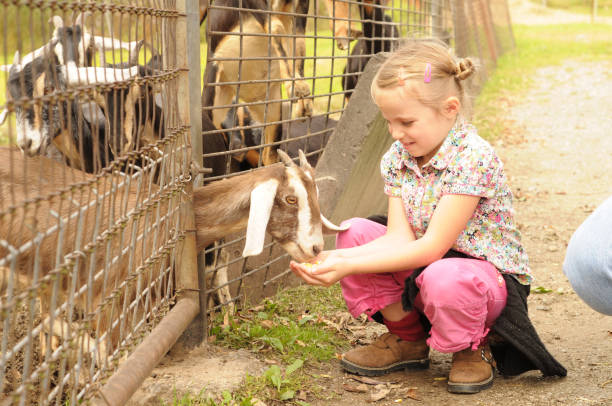 zoológico de animales domésticos - zoo agricultural fair child farm fotografías e imágenes de stock