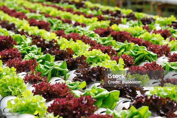 Idroponica Verdura - Fotografie stock e altre immagini di Idroponica - Idroponica, Acqua, Agricoltura