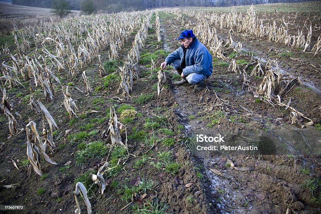 Failed crop Farmer inspecting his failed crop of corn Failure Stock Photo