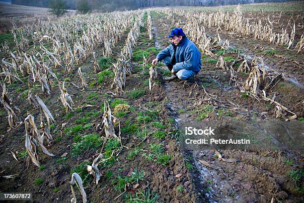 Failed Crop Stock Photo - Download Image Now - Failure, Crop - Plant, Agriculture