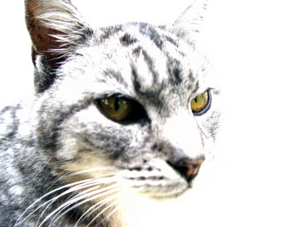 Chat gris - Photo