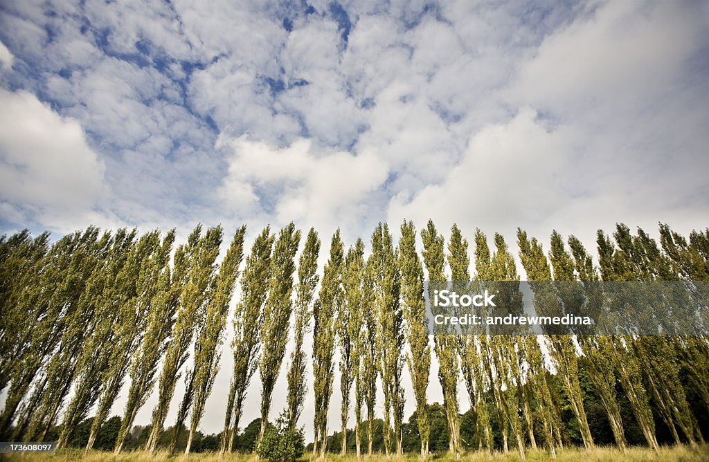 Poplar Grove las imágenes que aparecen a continuación - Foto de stock de Álamo - Árbol libre de derechos