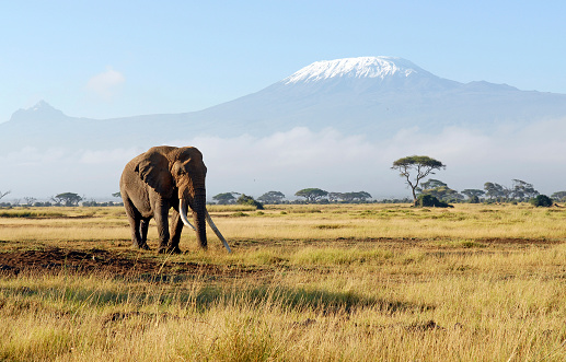 A lone old African Elephant with large ivory tusks, snowcapped Mount Kilimanjaro behind (highest in mountain Africa) Kenya safari  vacation