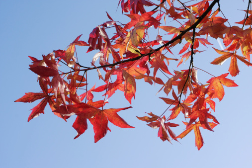 The tree called liquidambar is also known as the sweet gum. It is common throughout the Americas, though this one is in a garden in Surrey, UK.