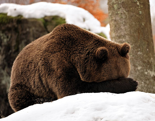 Oh my goodness. What a shame! A brown bear hides his face by holding his paw in front of his head. hibernation stock pictures, royalty-free photos & images