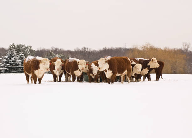 A cow drinks water, Winter flows a stream animal came to the watering hole, a brown domestic cow. High quality photo