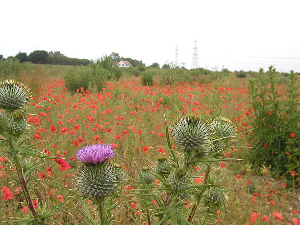 Inglés campo con poppies y thistles - foto de stock