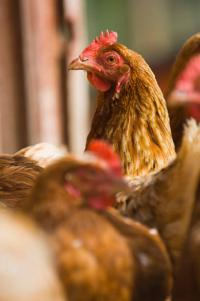 istock Hen outside henhouse 173608688