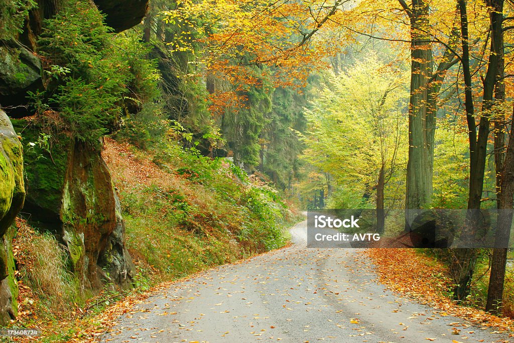 Calzada del bosque en otoño V - Foto de stock de Carretera de un solo carril libre de derechos