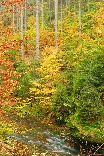 Autumn colours along a stream