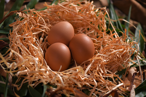 natural chicken egg on wooden table, rustic free range chicken natural farm food yolk and white of bird animal image