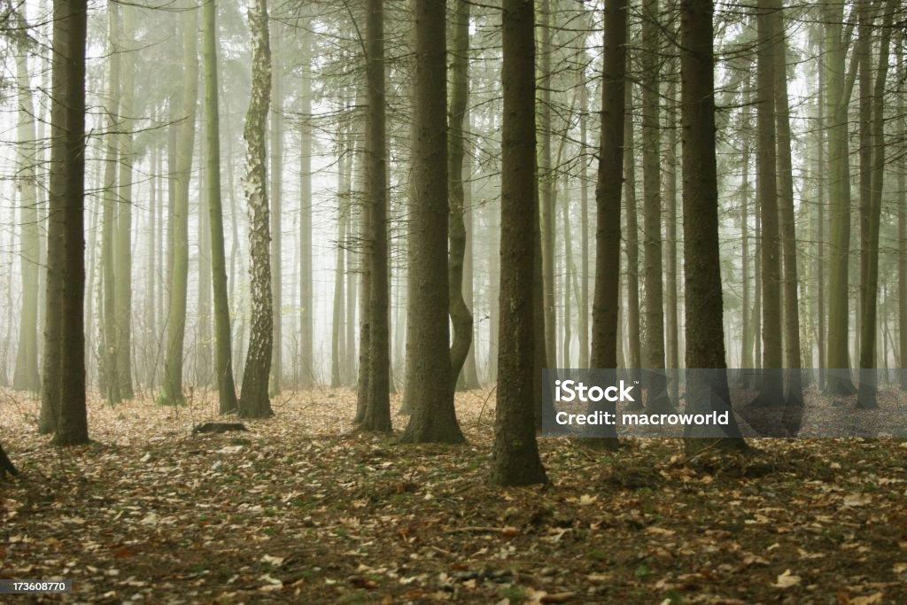 Misty Forest - Lizenzfrei Baum Stock-Foto