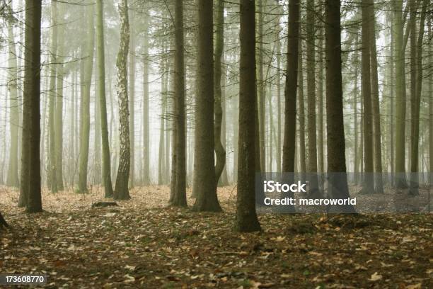 Misty Forest Stockfoto und mehr Bilder von Baum - Baum, Wald, Dunkel