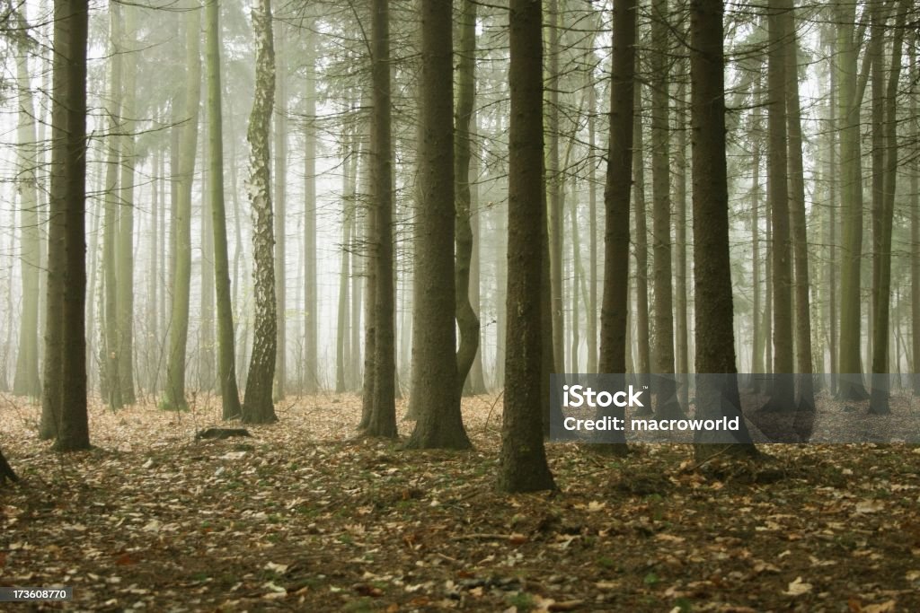 Foresta nebbiosa - Foto stock royalty-free di Albero