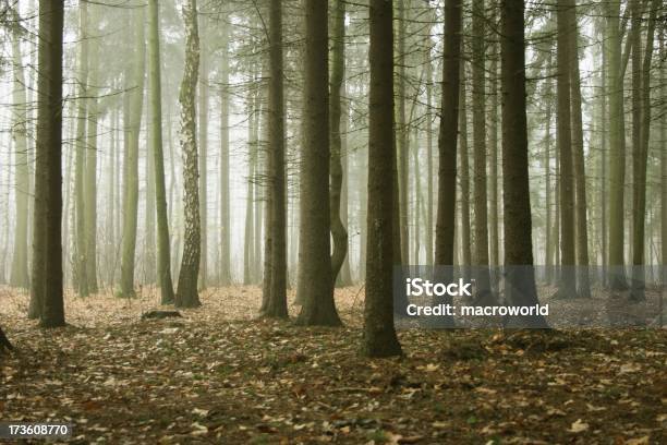 霧の森 - 樹木のストックフォトや画像を多数ご用意 - 樹木, 森林, 暗い