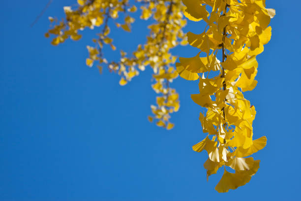 Branches of Yellow Ginko Leaves in the Fall stock photo