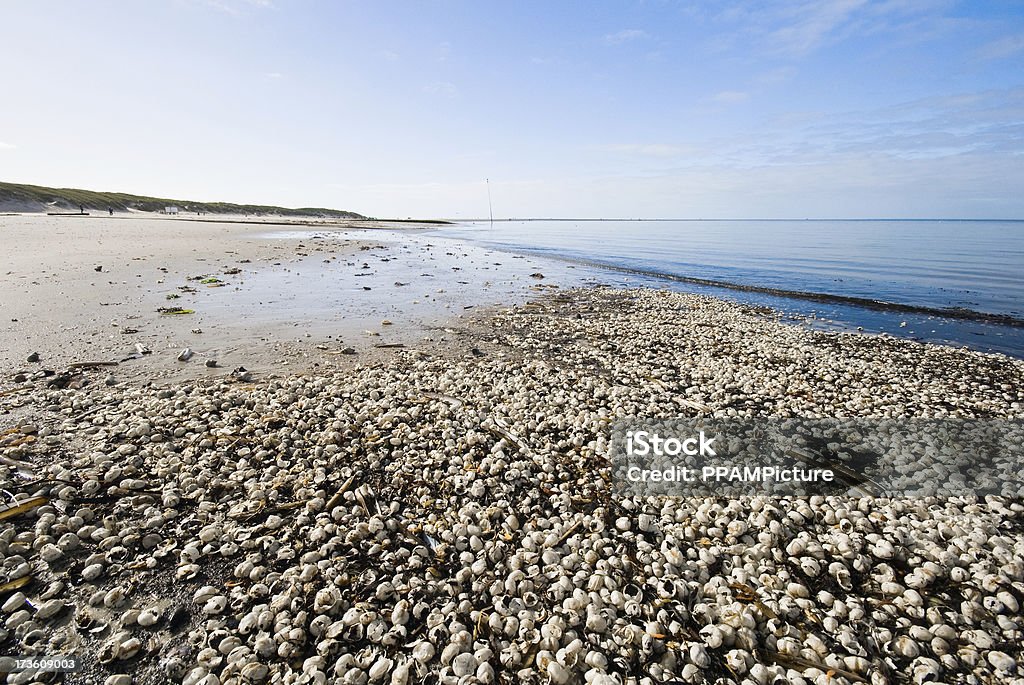 A beach - Royalty-free Alga Foto de stock