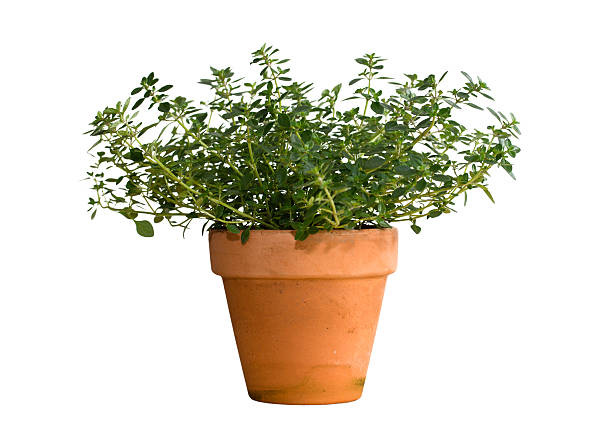 Thyme herb in terracotta pot. Isolated on white.