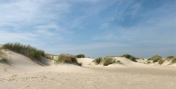 Sand dunes panoramic view with plants stock photo