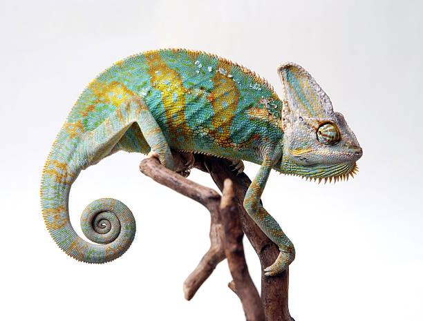 Chamaeleon calyptratus male of veiled chameleon sitting on a branch chameleon stock pictures, royalty-free photos & images