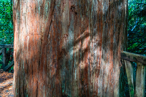 A close-up shot of a redwood tree in a park in Northern California.