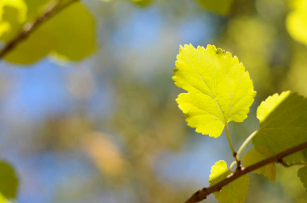 Leaf stock photo