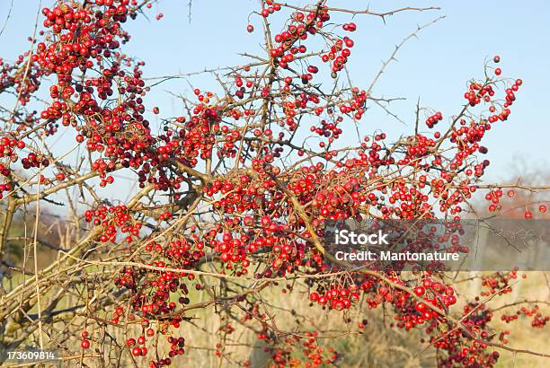 Bacche Rosse In Inverno Contro Il Cielo Blu - Fotografie stock e altre immagini di Acido ascorbico