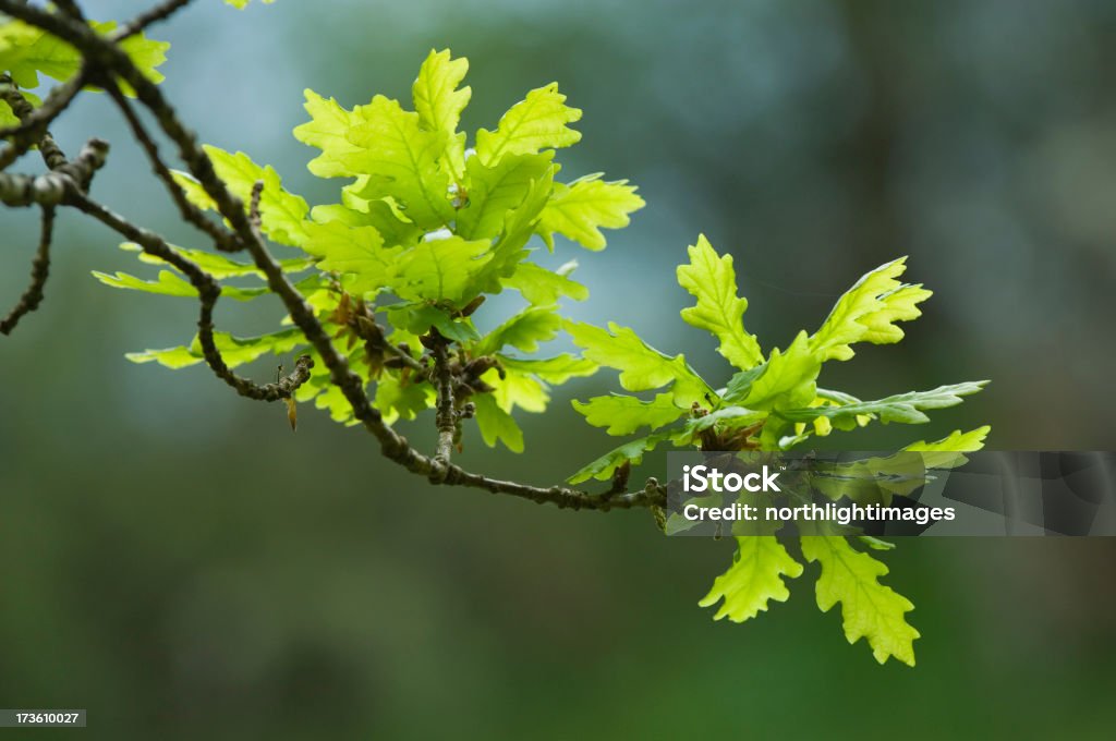 Primavera fresca folhas de Carvalho - Royalty-free Botânica - Ciência de plantas Foto de stock