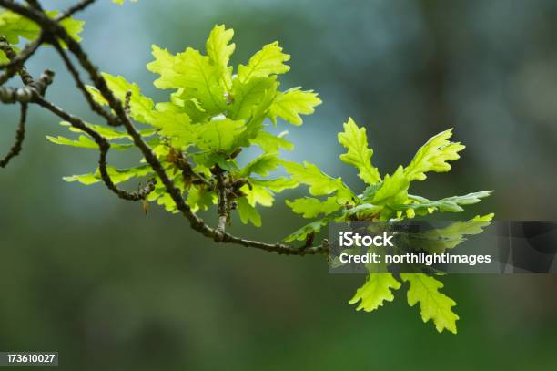 Primavera Fresca Folhas De Carvalho - Fotografias de stock e mais imagens de Botânica - Ciência de plantas - Botânica - Ciência de plantas, Carvalhal, Carvalho