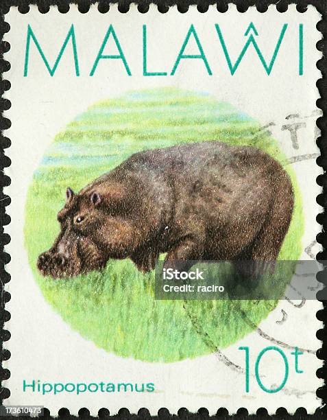Hippo Stockfoto und mehr Bilder von Afrika - Afrika, Alt, Briefmarke