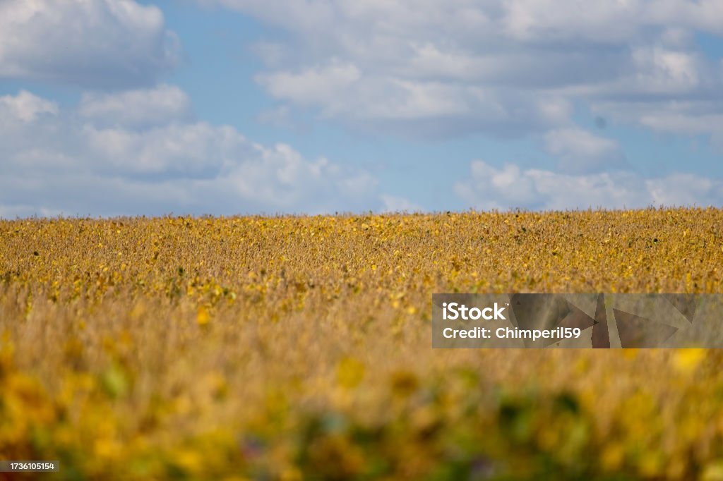 20230918_ALX_8383 Soy Bean Field Close up of a soybean field that is nearly ready to be harvested with the focus manipulated by the cameras depth of field adjustments. Autumn Stock Photo