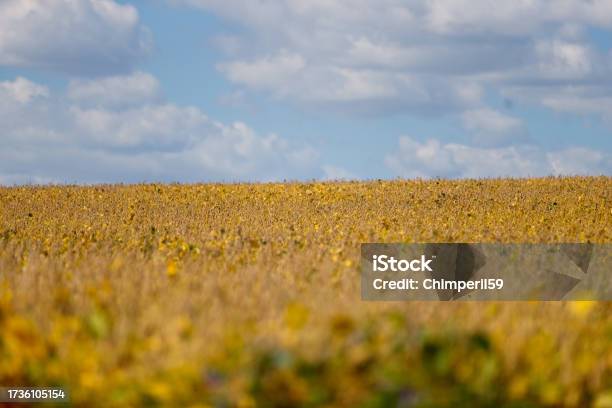 20230918alx8383 Soy Bean Field Stock Photo - Download Image Now - Autumn, Color Image, Crop - Plant
