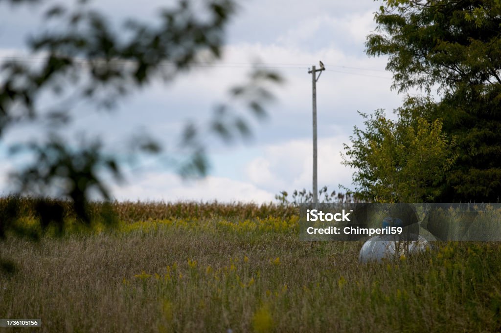 20230918_ALX_8395 LP Tank in Grass unused LP (liquified petroleum) storage tank sits in tall grass at the site of a building which has long been abandoned and has fallen down. Abandoned Stock Photo