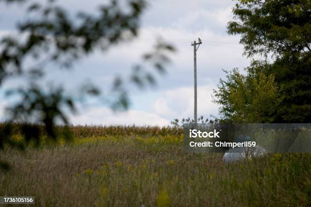 20230918alx8395 Lp Tank In Grass Stock Photo - Download Image Now - Abandoned, Autumn, Color Image