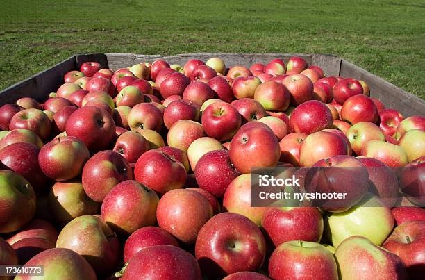 사과나무 수확하다 0명에 대한 스톡 사진 및 기타 이미지 - 0명, 가을, 과일