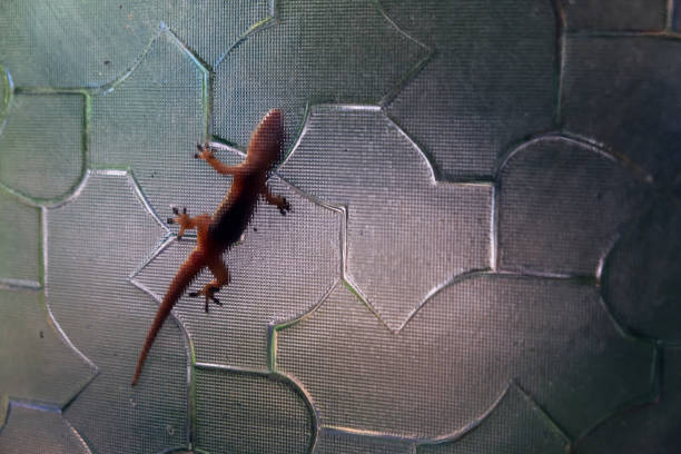istock Lizard crawling on the window. Silhouette of Flat-Tailed House Gecko outside plastic window. Tropical wildlife. 1736108127