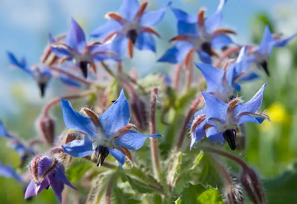 "Medium bristly Annual, occasionally overwintering; stems often rather robust, usually branched. Basal leaves oval to lanceolate, stalked, stalked in a rosette to begin with, wavy margined; stem leaves smaller, the uppermost clasping the stem. Flowers bright blue with a whitish center, 20-25mm, half-nodding and rather star shaped, with spreading pointed lobes and a prominent cone of purple-black stamens.Habitat: Waste Ground, Waysides  and Cultivated Land, often in rather dry sunny places. Flowering Season: May-September.Distribution: Central & South France; naturalized in Britain, Holland and France. A garden escape, usually near habitation.Related images:"