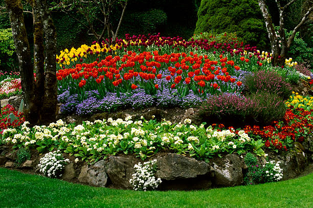 jardin de fleur de tulipe jardins de butchart de victoria - buchart gardens photos et images de collection