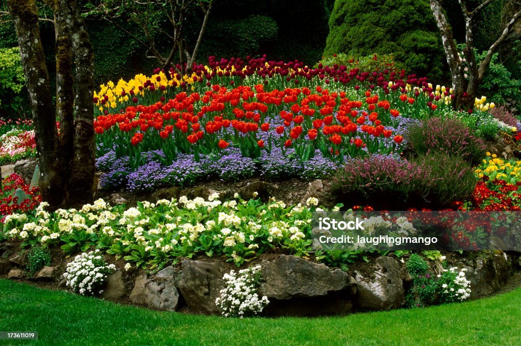 Butchart giardino Tulipano fiore paesaggio Victoria - Foto stock royalty-free di Giardino domestico