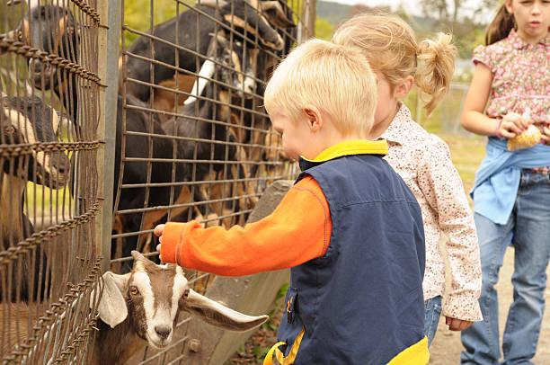 ふれあい動物園にる少女たち - zoo agricultural fair child farm ストックフォトと画像