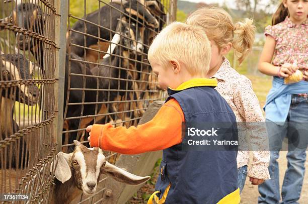 Mini Jardim Zoológico - Fotografias de stock e mais imagens de Jardim Zoológico - Jardim Zoológico, Jardim zoológico de animais domésticos, Aprender