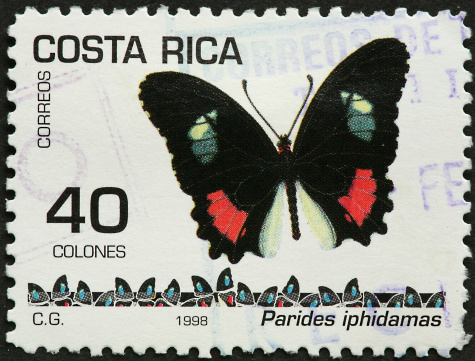 Costa Rican butterfly.