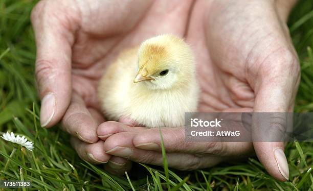 Chick 손 가금류에 대한 스톡 사진 및 기타 이미지 - 가금류, 개발, 닭